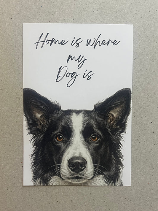 Border Collie Art Print